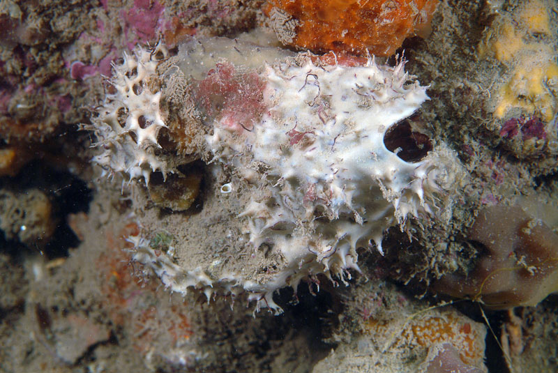 Alcune spugne della Tegnue Adria di Chioggia